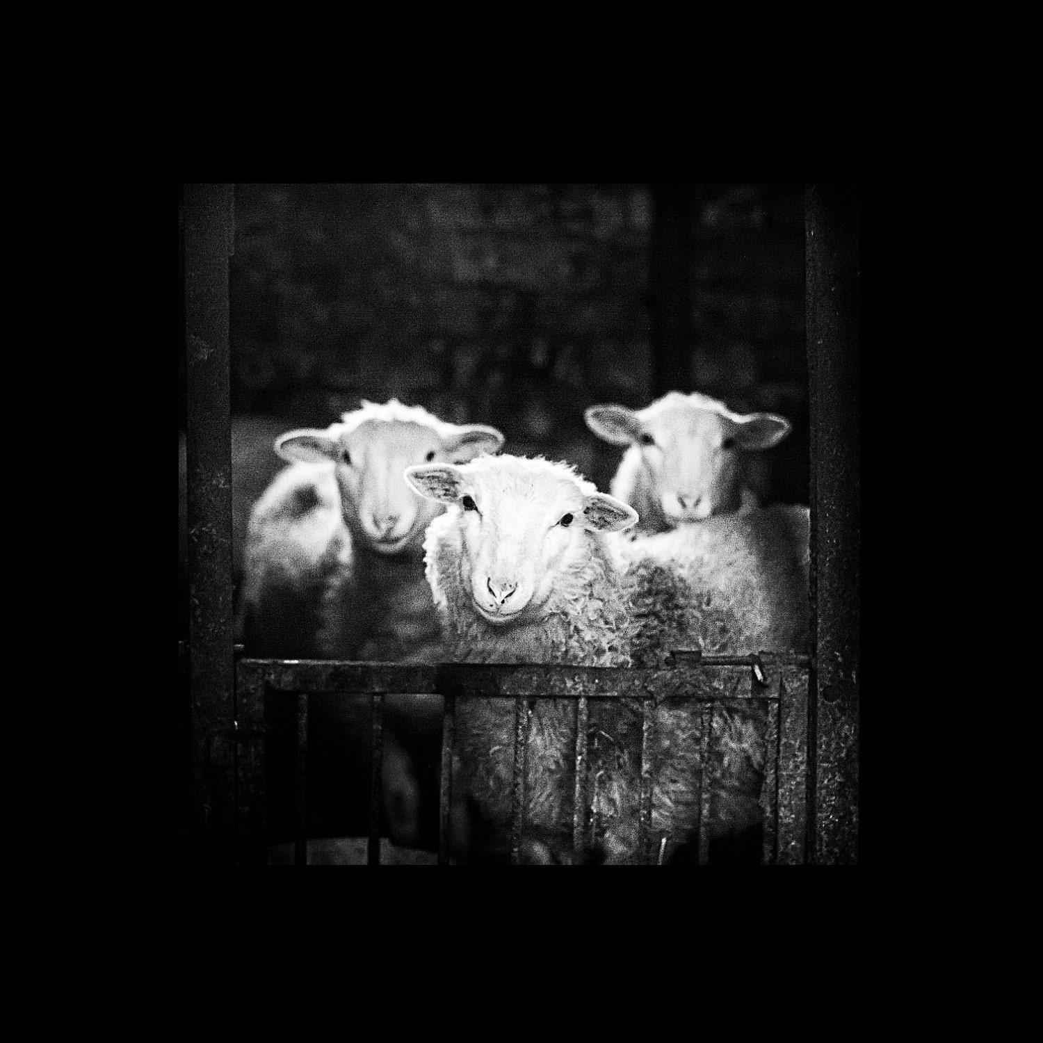 Sheep - 8x8 Fine Art Photography Print - sheep in black and white - original signed photo print
