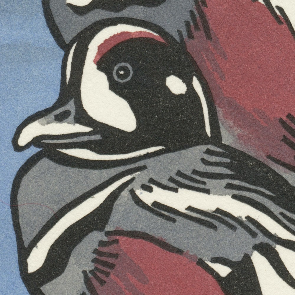 HARLEQUIN DUCK bird linocut featuring hand coloring