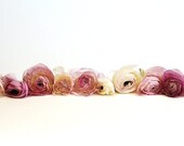 Ranunculus - Fine art photography print - Floral - Bridal - Romantic - 7x10 - JKphotography