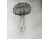 Jellyfish art  - Fine art photography print  - Animal - 6,7x10 - Black and White - Home decor