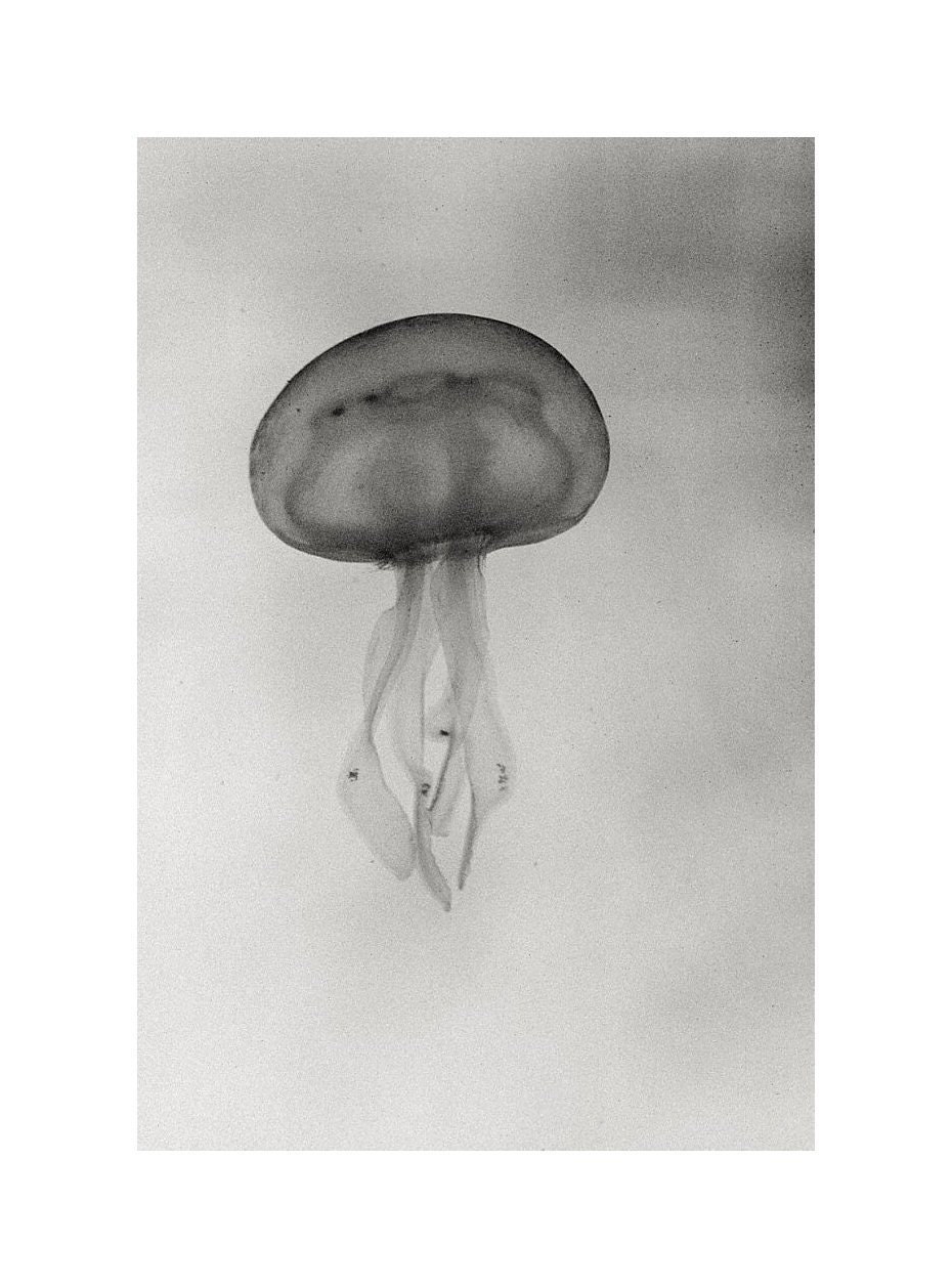 Jellyfish art  - Fine art photography print  - Animal - 6,7x10 - Black and White - Home decor