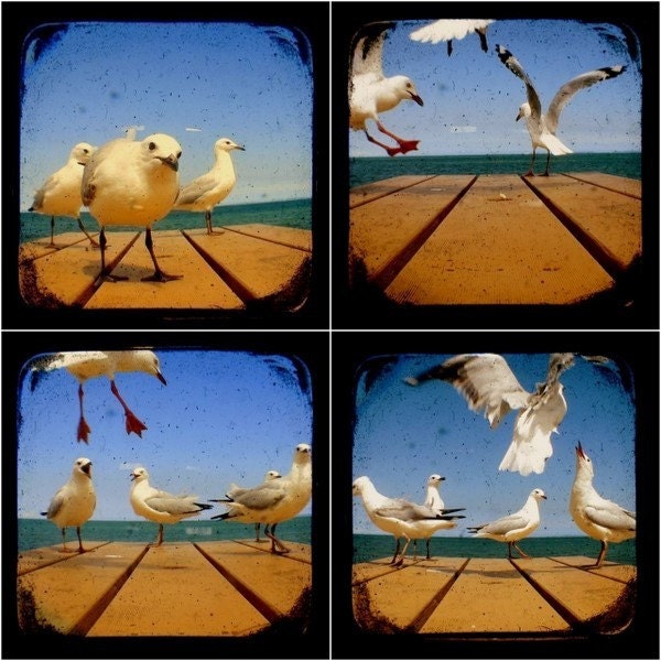 Bird Photo Set Seagull Photo Prints TtV 5x5 Whimsical Wildlife Animal Nature Photography Blue Summer Beach Home Wall Decor Art Collection