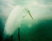 Bird Photography Wildlife Photography Animal Photography Heron Photograph Mint Green Home Decor 5x5 Nature Photography Avian Photo Print