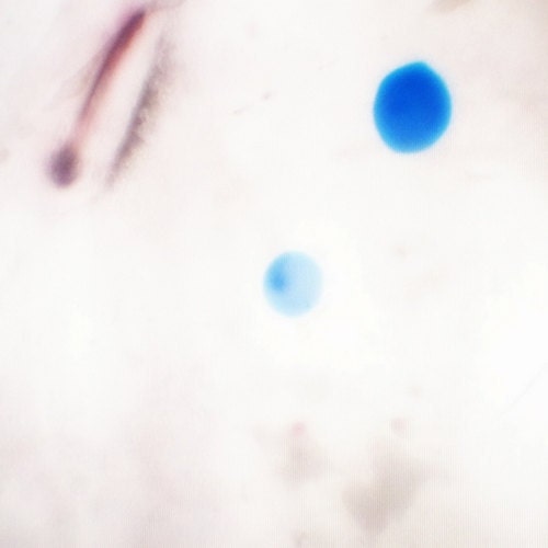 Abstract Art Print 5x5 White, Cornflower Blue Dots, Minimalism Art, Zen, Blue Spots, Contemporary Modern Office Art, Home Decor Wall Picture