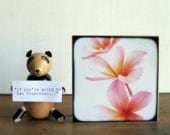 Wood Photo Block 4x4 Pink Plumeria Frangipani Flowers Photograph Mounted Art Block - TtV Photography Floral Home Decor Wall Display