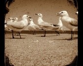 Fine Art Photography TtV 4x4 Seagulls Photo - Sepia Avian Photography - Wildlife - Nature - Vintage Style Square Birds Print