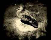 Duck Photo 4x4 TtV Water Bird Photograph Black and White Animal Photography - Nature Wildlife Print - Home Decor Wall Picture - Quack
