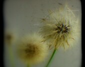 TTV Dandelions Photograph Overcast Day 4x4 Fine Art Botanical Photo Print - Rustic Nature Photography Home Decor Wall Art