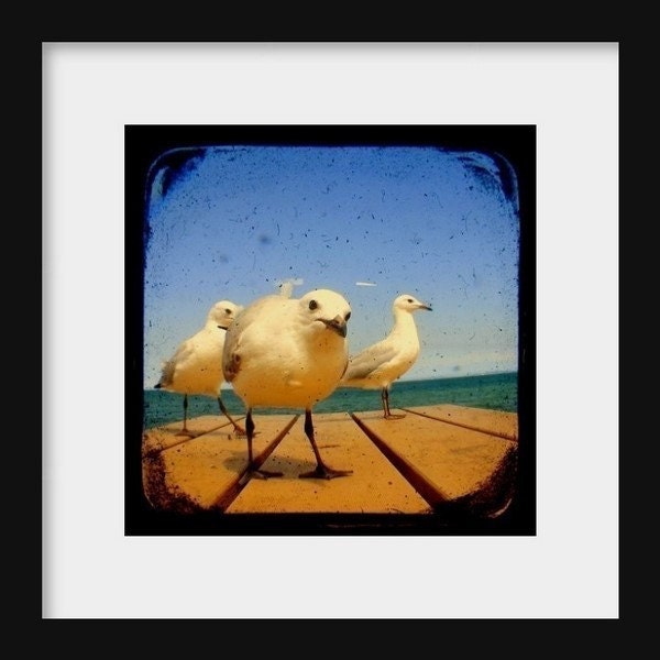 Seagull Bird Photo Print TtV Bird Photography - Nature Photography Wall Decor Seaside Birds Wildlife Home Decor Animal Photography 5x5