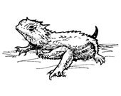 Mini Horned Toad     Cling Mount Rubber Stamp
