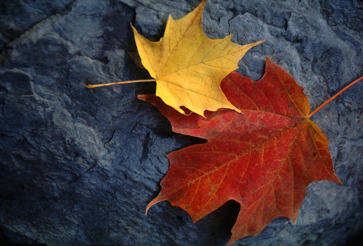 Maple Leaf Pair on Moody Rock - BLANK 5 X 7 Nature NOTECARD frameable Art Photo with FREE Origami Crane Pennsylvania SCENE