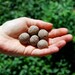 Any 8 Seed Bombs for Guerilla Gardening with Combined S/H Choose from Herb, Edible Flowers, Dog & Cat Friendly and Regional Varieties