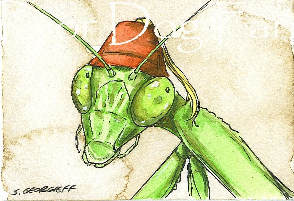 ACEO signed Print  - Praying Mantis in a Fez-