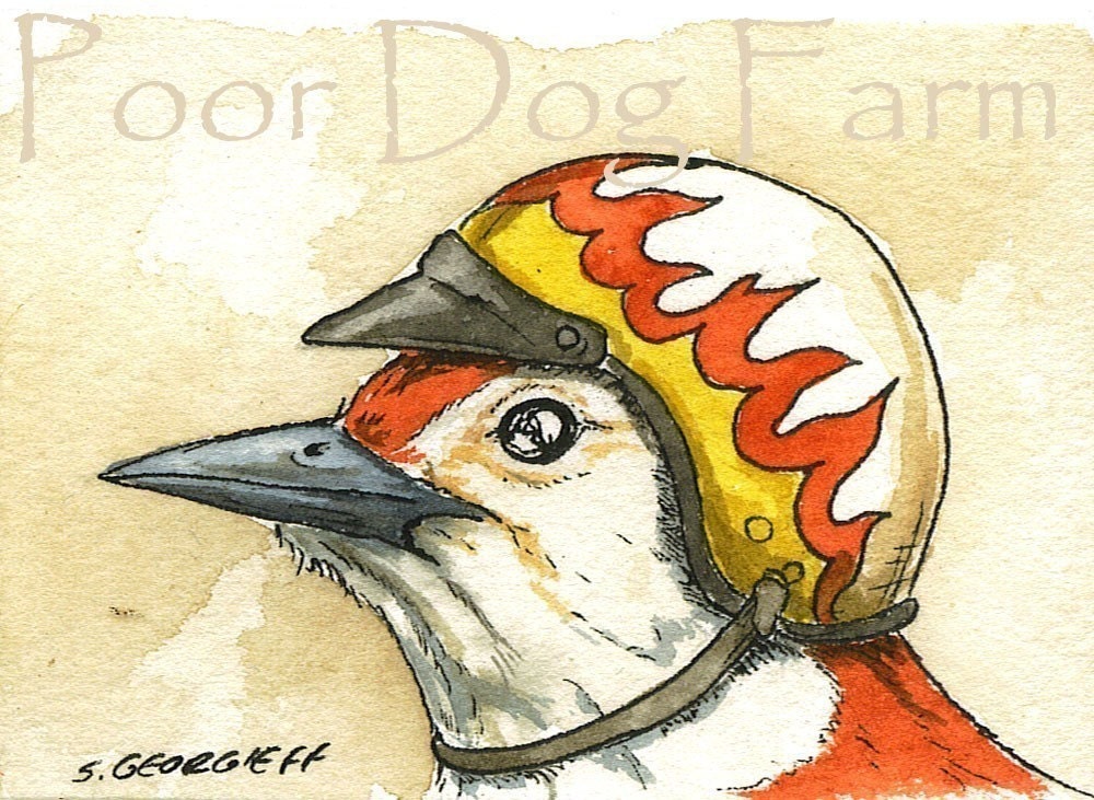 Woodpecker in biker helmet 5 x7 print