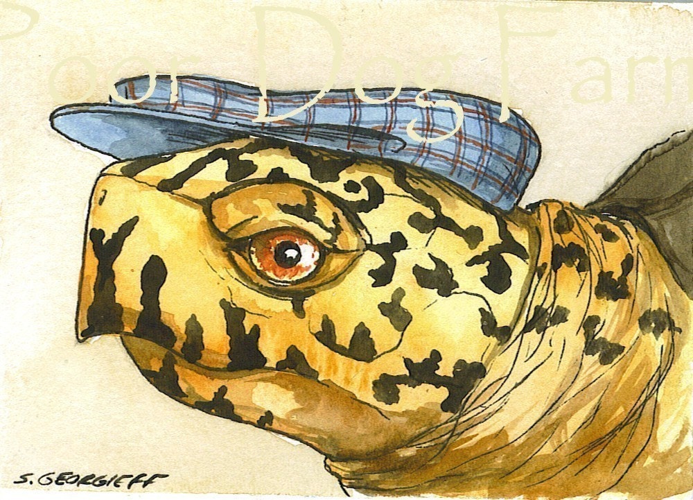 Box turtle in a Hat  - 5 x 7 print