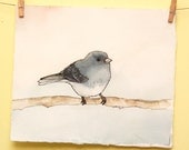 Junco -- Original Bird Watercolor Painting