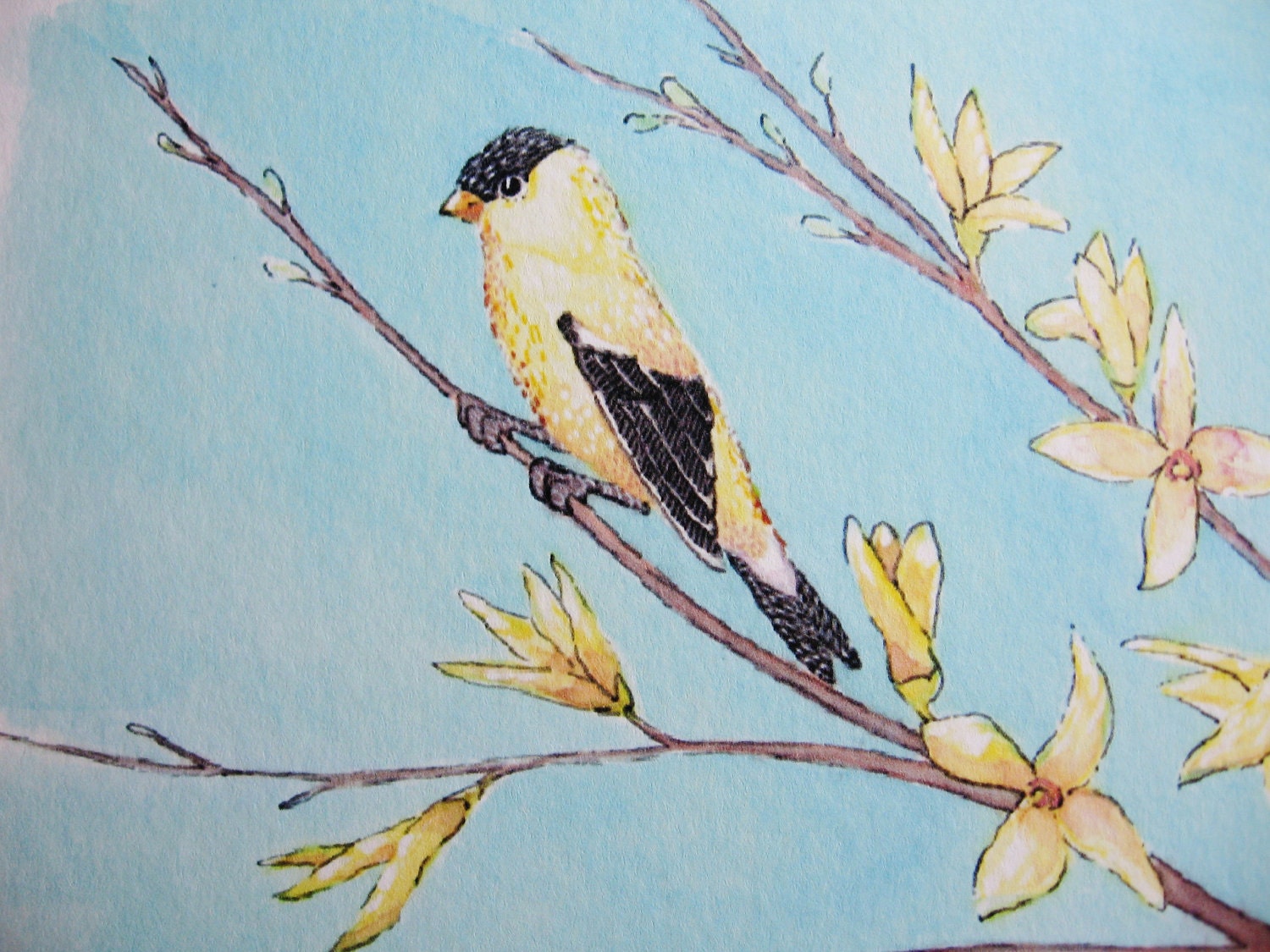 Archival Quality Print of Original Watercolor Painting, Yellow, Goldfinch, Forsythia Flower, Spring