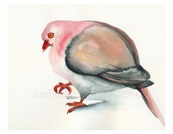 Pink Pigeon Archival print
