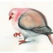Pink Pigeon Archival print