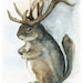 Mature Antelope Squirrel-Squirrel Art, antler