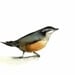 Nuthatch Archival print of original watercolor- bird art, cottage chic, shabby chic