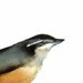 Nuthatch Archival print of original watercolor- bird art, cottage chic, shabby chic