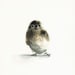 watercolor bird- Tiny - bird art, nature, watercolor painting, print