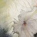 Maidenhair and Mushrooms Archival Print