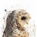 watercolor painting- Owl art- Spotted Owl -large print after original watercolor