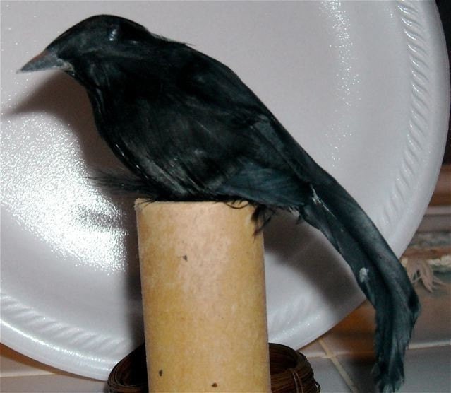 feathered the raven black bird crow stuffed fake bird for your altered art craft design  goth creepy medium supplies
