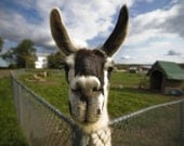 Llama photograph, animal farm portrait photo, smiling llama face artwork, happy home decor gift. 8x10 fine art photography by Diana Pappas