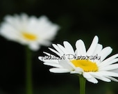 Floating Daisies-Matted and Ready to Frame-Original Photography
