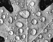 Leaf with Droplets 8 x 10