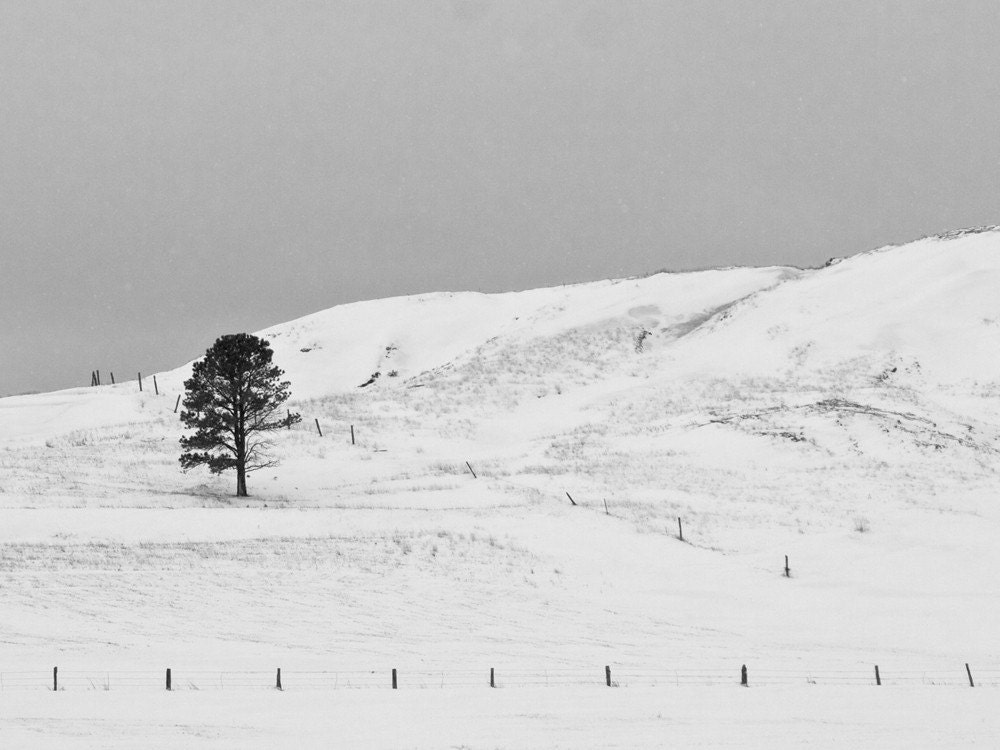 Lonesome Tree - Wyoming 8 x 10 inch black and white photograph