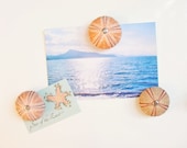 Beach Memories - Sea Urchin Magnets - Set of 3