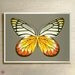 jezebel butterfly limited edition print