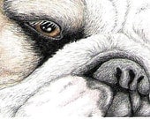 ACEO English Bulldog Pet Dog Art Print from Drawing- Carla Smale