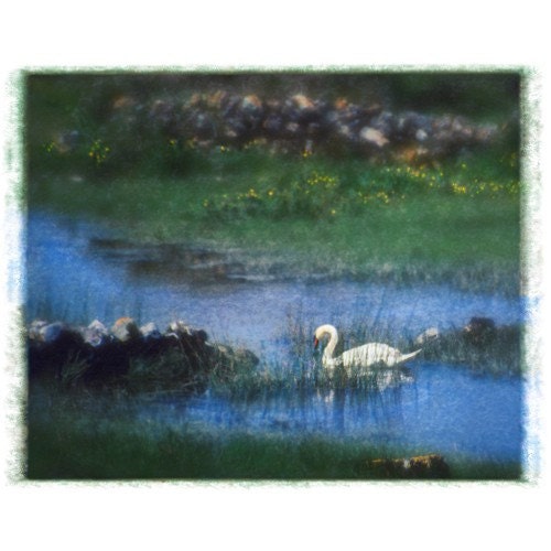 Irish Swan 