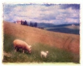 Tuscan Sheep, 8 x 10 Original, Signed and Matted Fine Art Print