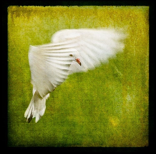 White Bird Landing, 5x5 Fine Art Photograph