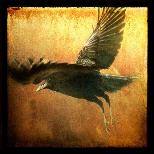 Any 8x8 Fine Art Photographic Print (Raven Flight shown)