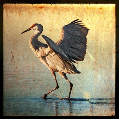 12x12 Fine Art Photographic Print (Dancing Crane)