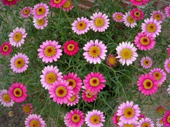 Pink Mexican Daisy Seeds to Plant a Fairy Garden