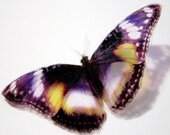 B004 - 6 x 3D Butterflies Suitable for Scrapbooking, Weddings and Decorations