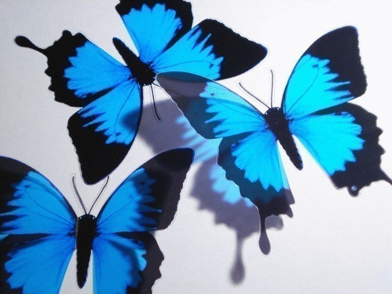 Blue Black Butterfly