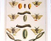 Moths Butterflies 2 Sided Seba Book Print p370