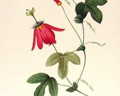 Grenadille a grappes 1981 Large Vintage Flower Book Plate