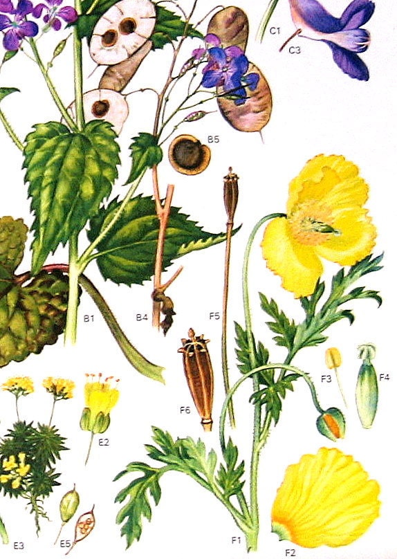 1970 Vintage Botanical Prints Honesty, Welsh Poppy, Wild Mignonette p11