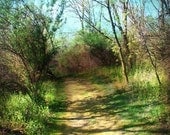 Landscape Photography, Forest Path, Rustic Picture, Nature, Green, Blue, Brown - 5x5 inch Fine Art Print - Down The Rabbit Path