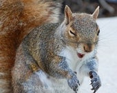 Animal Pictures, Squirrel Photographs, Nature Photos, Grey, Brown, White, Winter - Print pack of Seven 4x6 inch Squirrel Photos